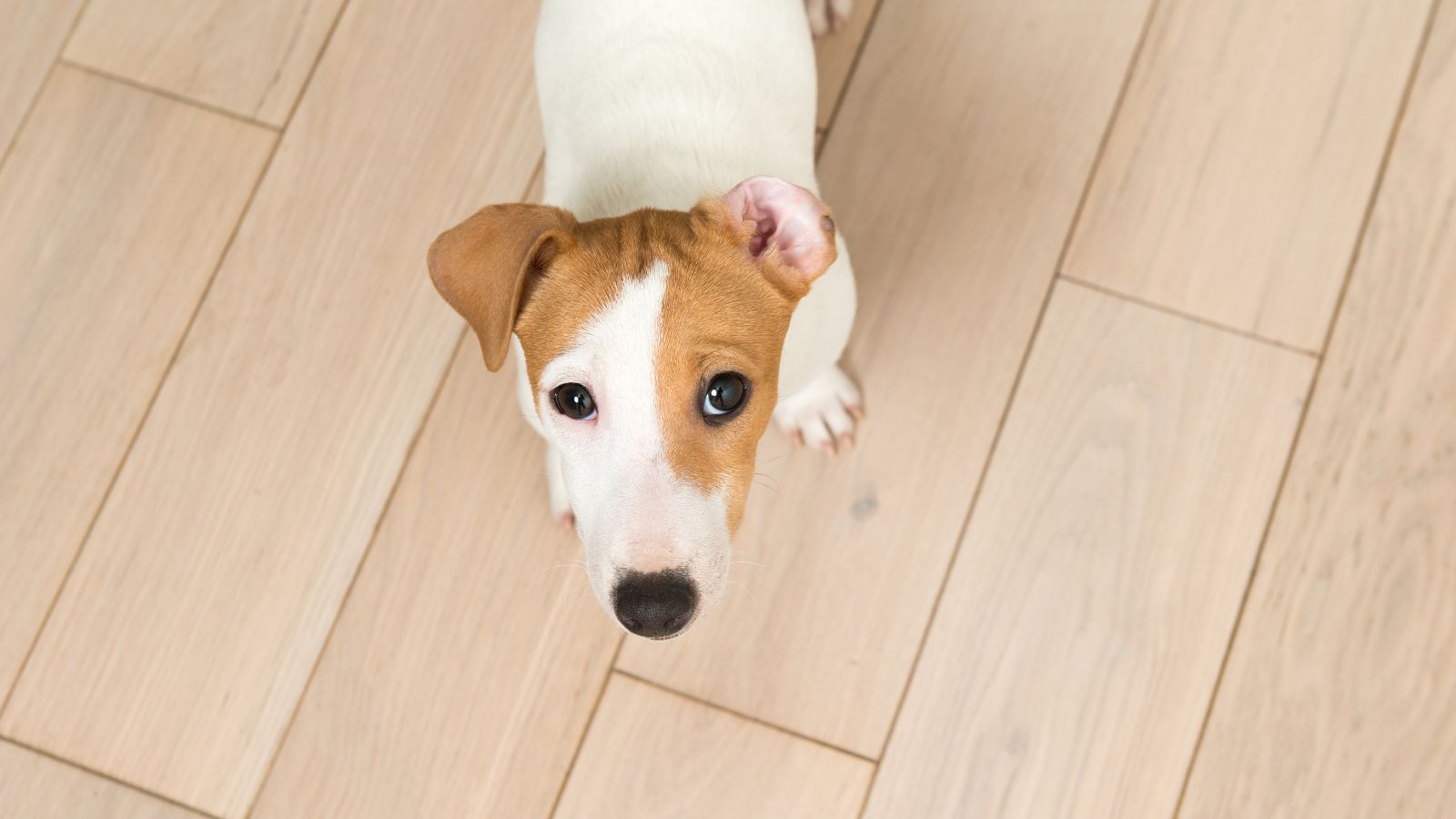 Pet-friendly laminate flooring installation in NJ home with dog