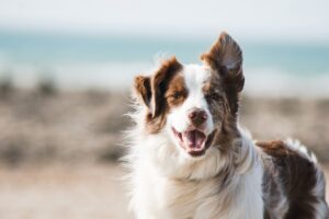 Pet-friendly flooring options for homes with dogs