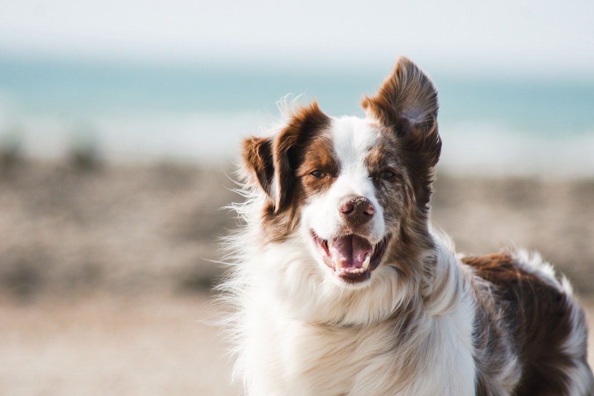 Pet-friendly flooring options for homes with dogs